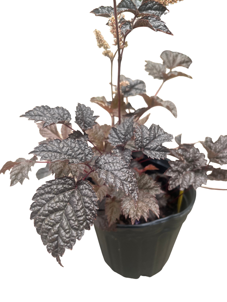 Chocolate Shogun Astilbe - Shade Perennial - Live Plant - Gallon Pot