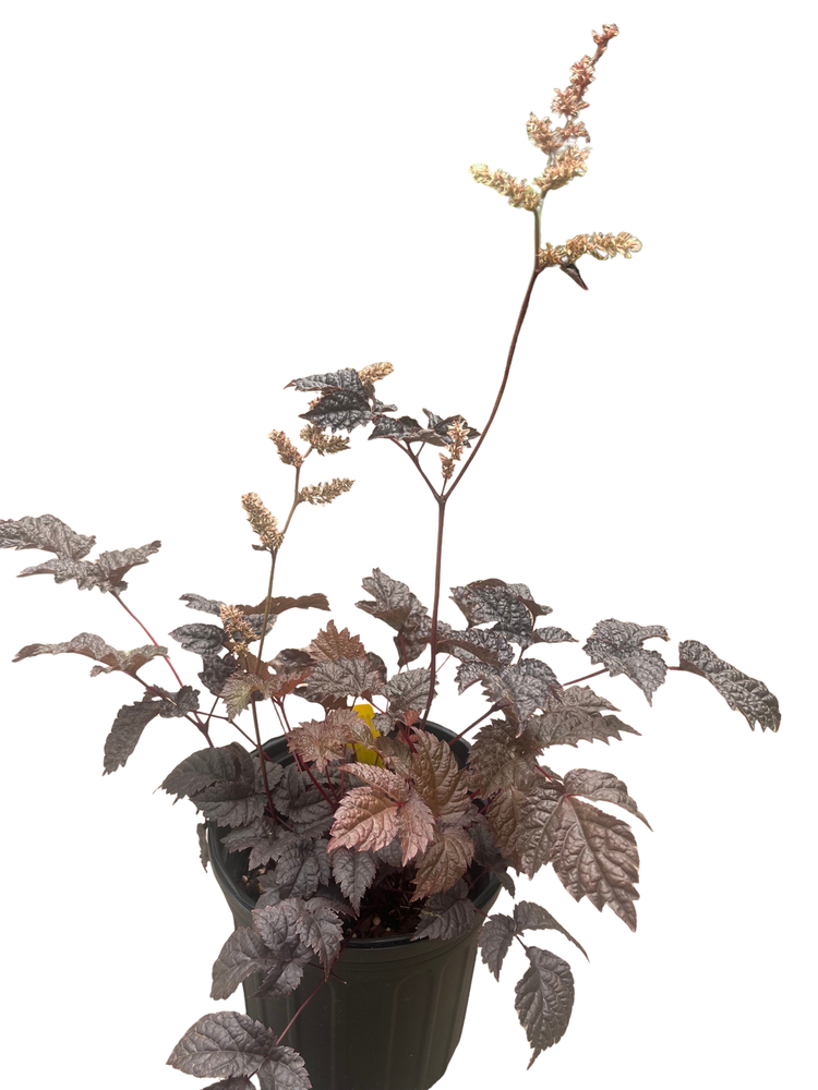 Chocolate Shogun Astilbe - Shade Perennial - Live Plant - Gallon Pot