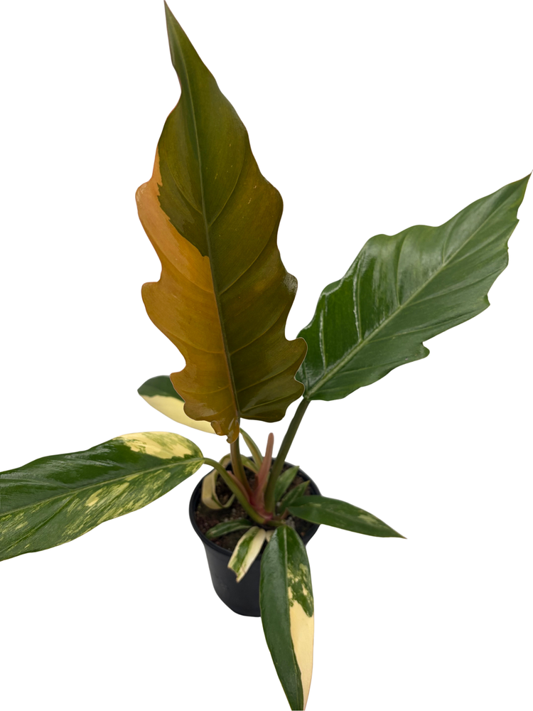 Rare Caramel Marble Philodendron - 4" Pot - Collector's Series