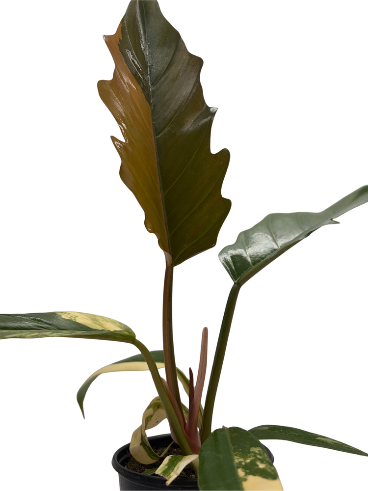 Rare Caramel Marble Philodendron - 4" Pot - Collector's Series