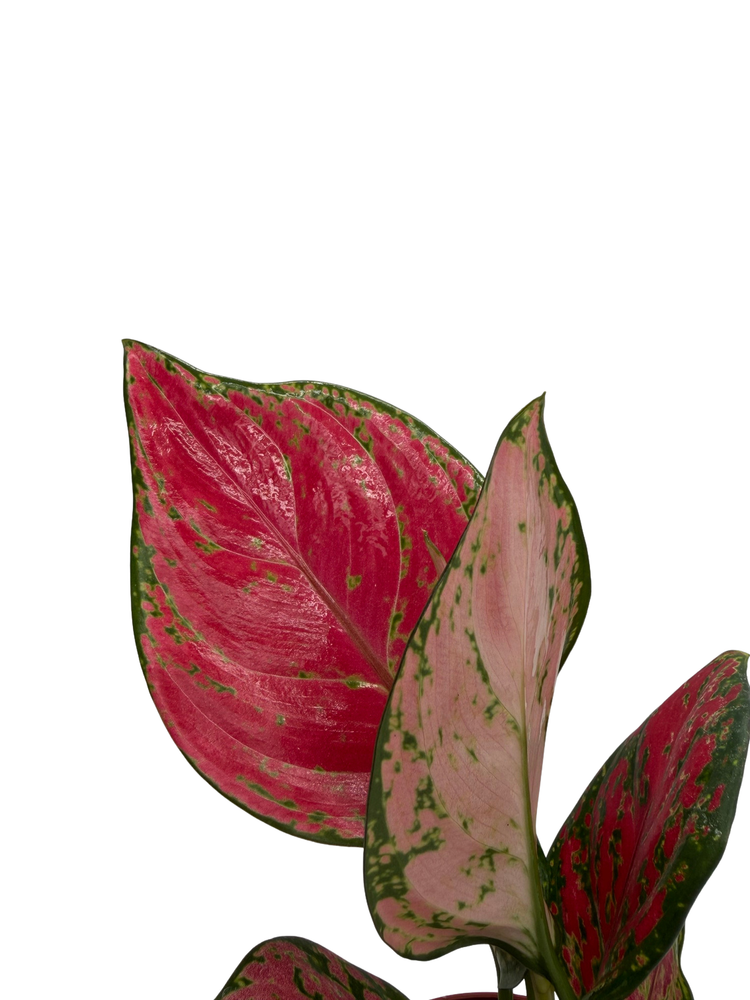 Richard Chinese Evergreen Plant - Aglaonema - Low Light - 4" Pot
