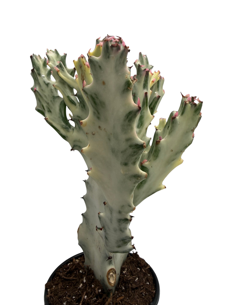 Dragon's Bone- Euphorbia Lactea - 4" Pot