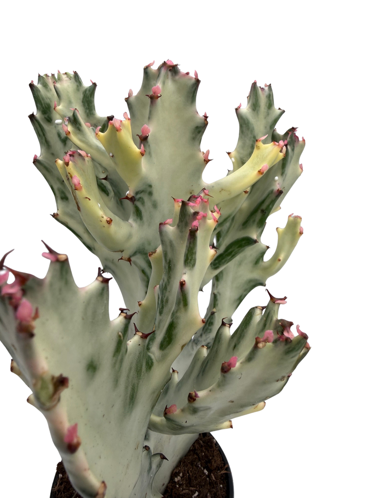 Dragon's Bone- Euphorbia Lactea - 4" Pot