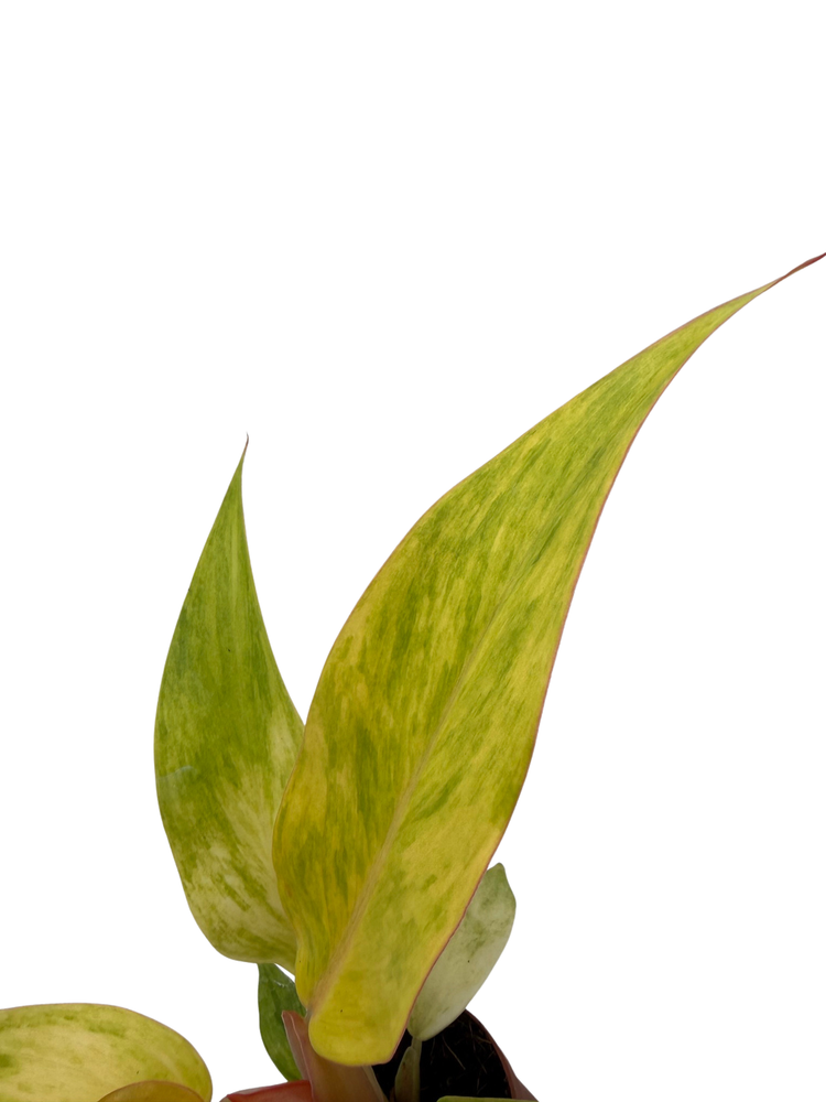 Orange Marmalade Philodendron - 2" Pot - Collector's Series