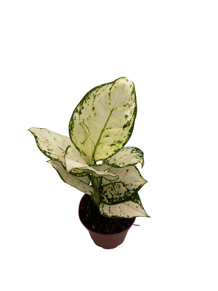 Super White Chinese Evergreen Plant - Aglaonema - Low Light - 4" Pot