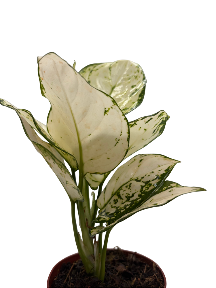 Super White Chinese Evergreen Plant - Aglaonema - Low Light - 4" Pot