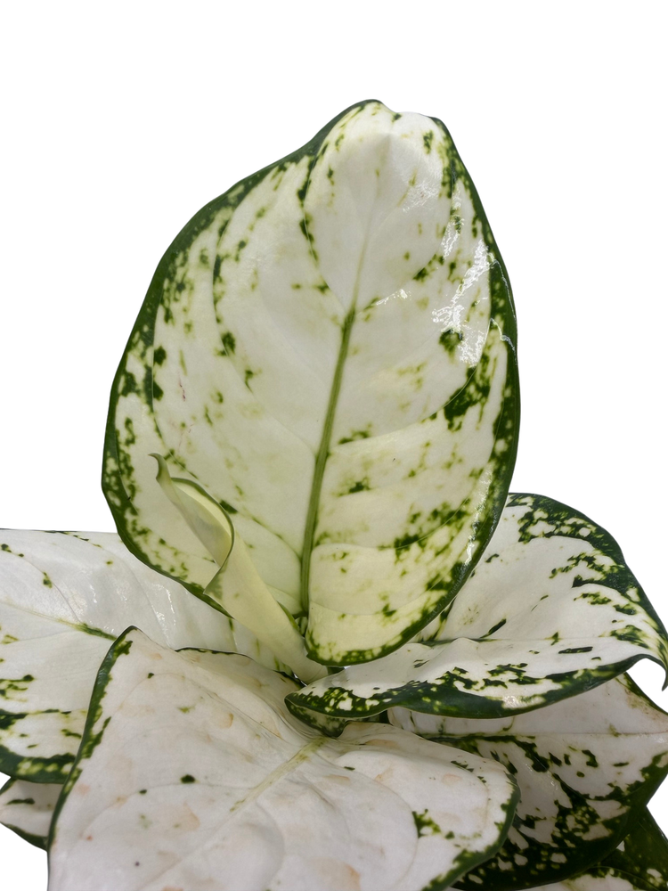 Super White Chinese Evergreen Plant - Aglaonema - Low Light - 4" Pot