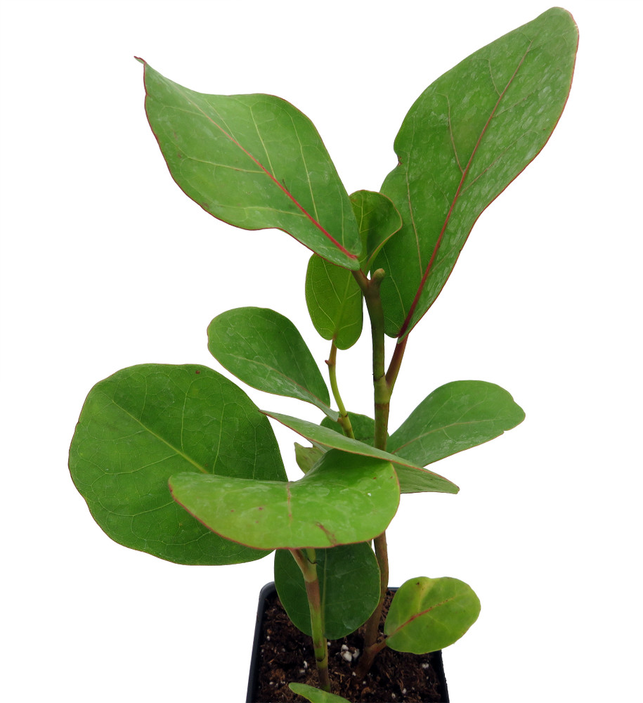 Sea Grape Tree -  Coccoloba uvifera  - 2.5" Pot - Live Tropical Houseplant