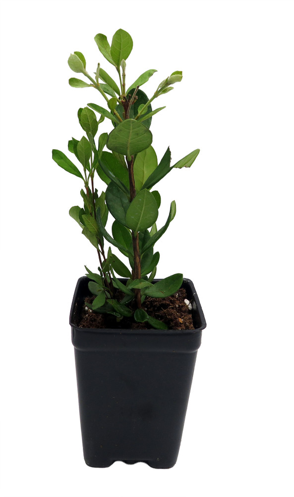 Pineapple Guava Plant - 2.5" Pot - Feijoa - Acca sellowiana