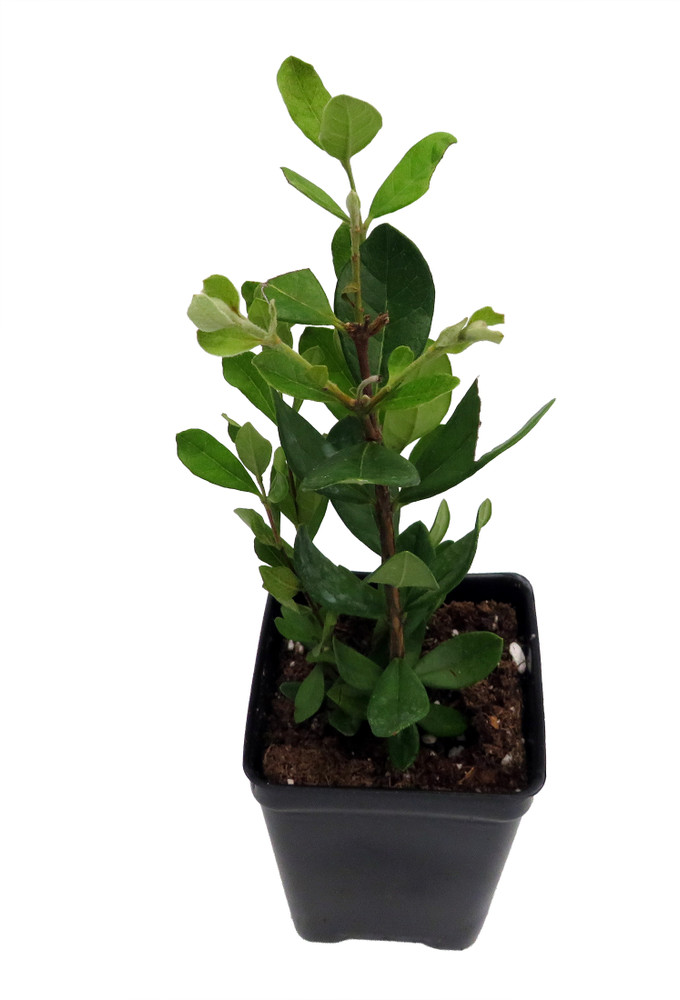 Pineapple Guava Plant - 2.5" Pot - Feijoa - Acca sellowiana