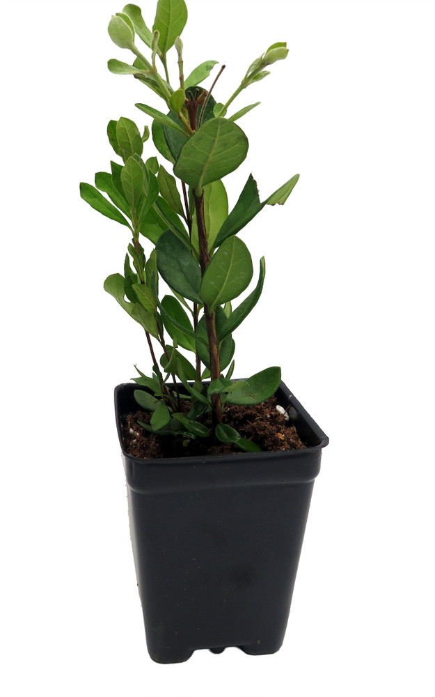 Pineapple Guava Plant - 2.5" Pot - Feijoa - Acca sellowiana