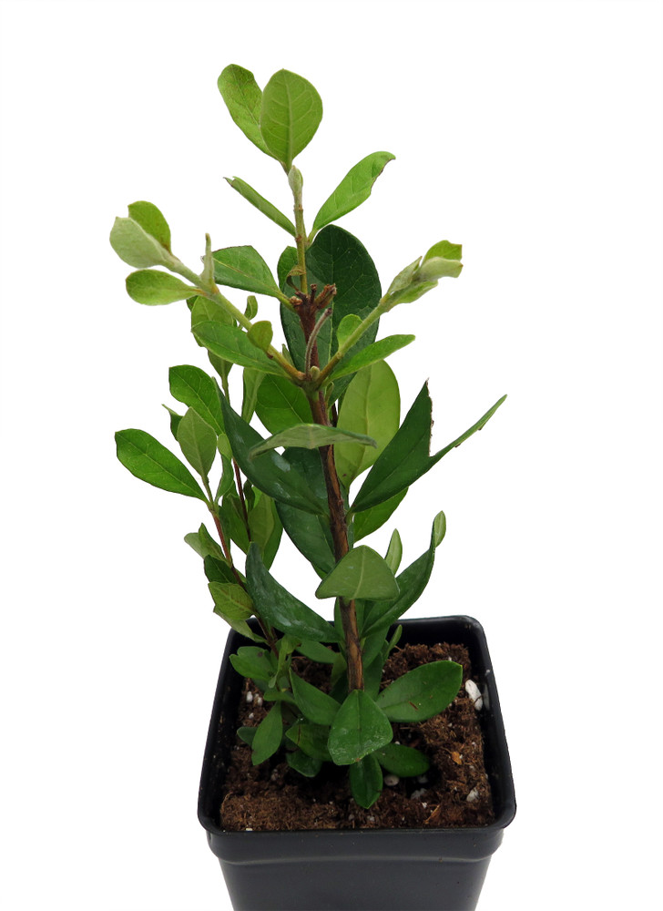 Pineapple Guava Plant - 2.5" Pot - Feijoa - Acca sellowiana