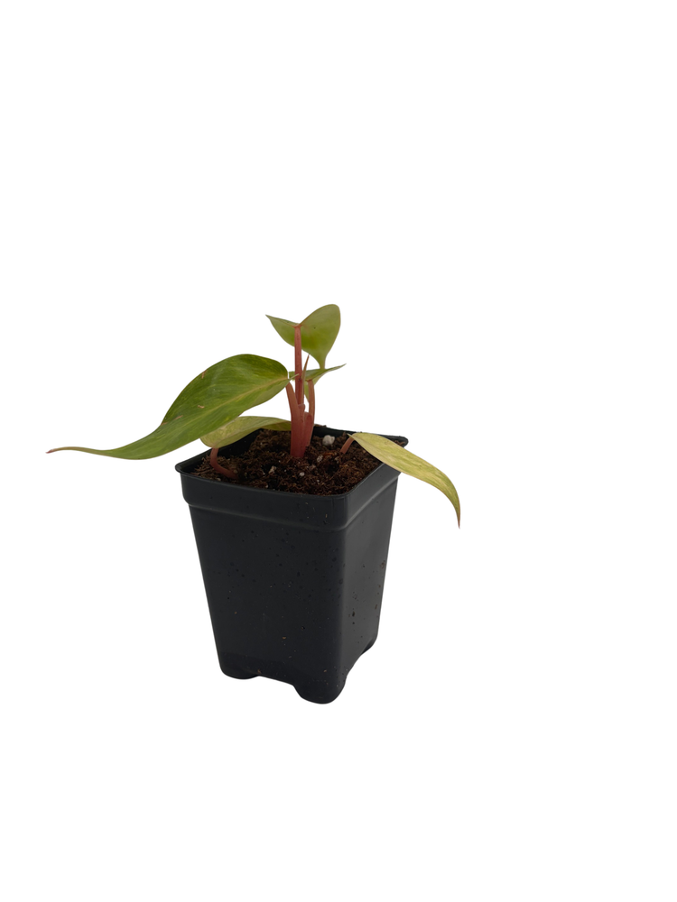 Rare Painted Lady Philodendron - 2.5" Pot - Collector's Series