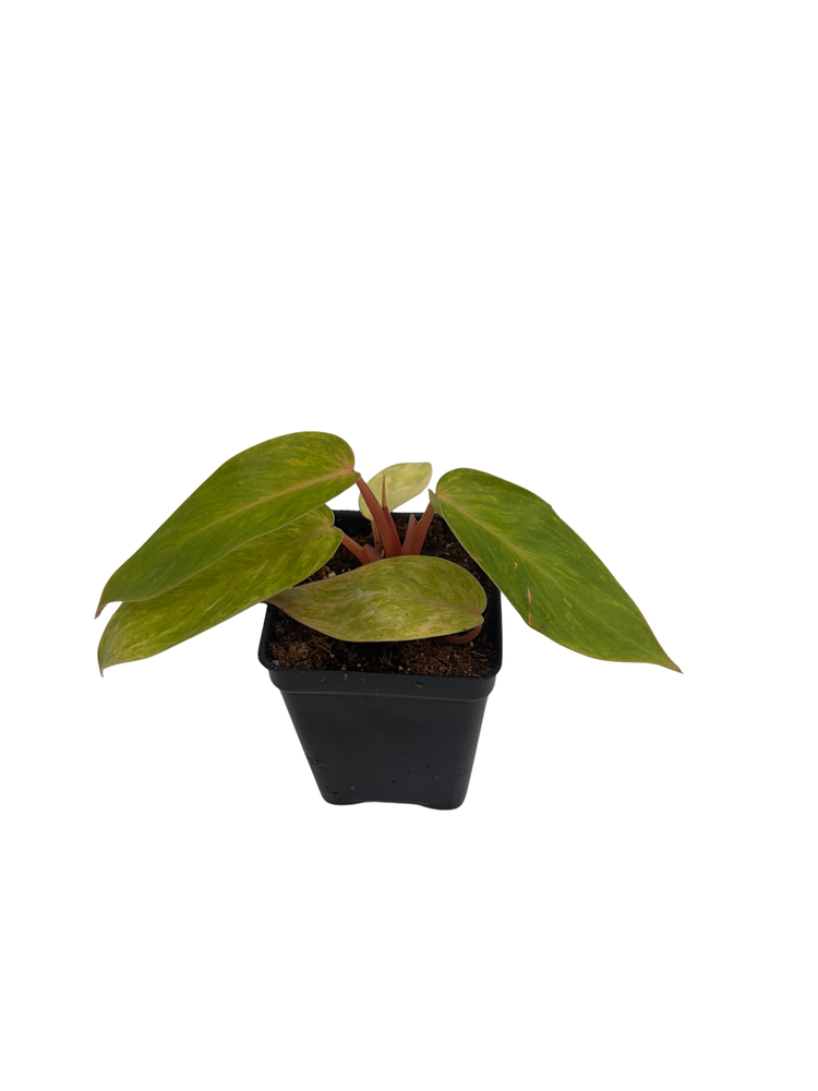 Rare Painted Lady Philodendron - 2.5" Pot - Collector's Series