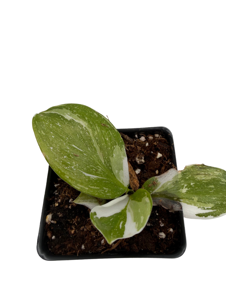 White Wizard Philodendron - Collector's Series -2.5" Pot - Houseplant