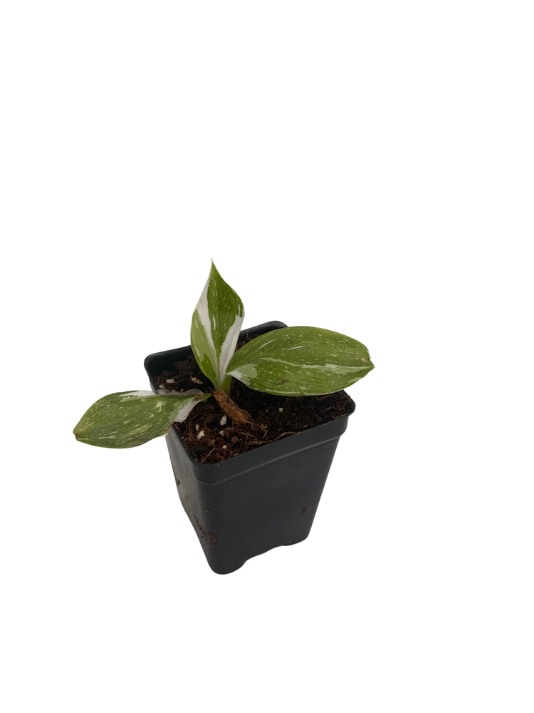 White Wizard Philodendron - Collector's Series -2.5" Pot - Houseplant