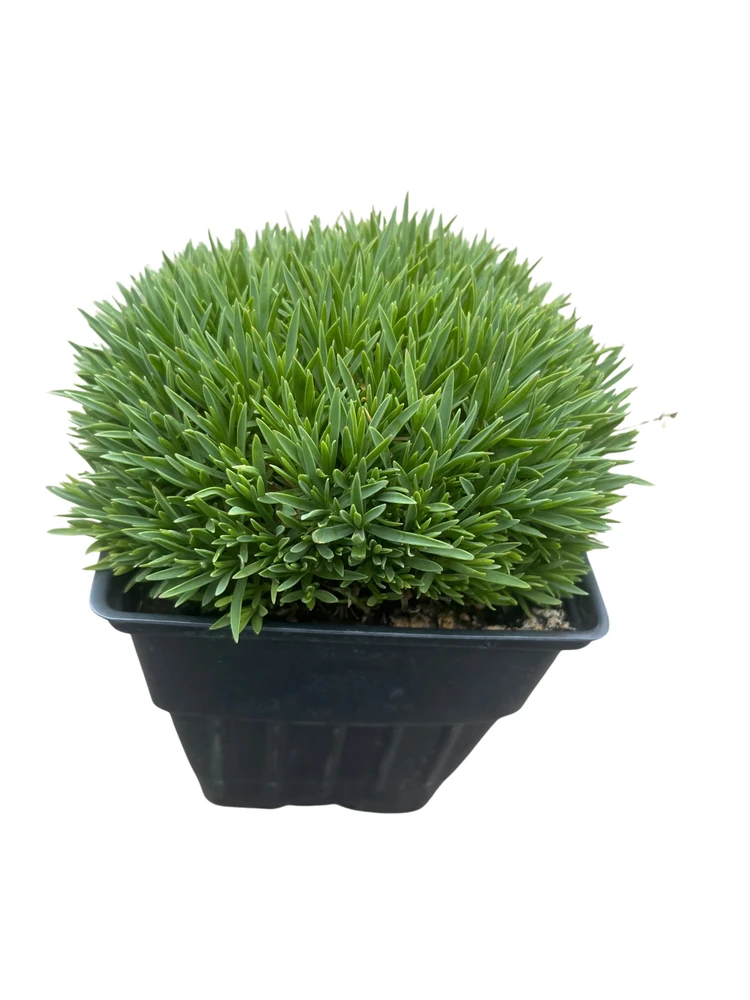 Tiny Rubies Dianthus - Fragrant/Hardy Groundcover - Quart Pot
