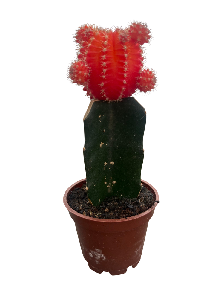 Orange Grafted Moon Cactus - 2.5" Pot - Live Plant