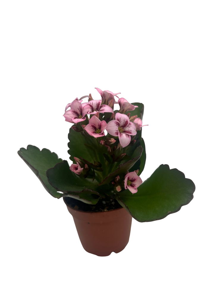 Raspberry Kalanchoe - 2.5" Pot - In Bud and Bloom / Houseplant