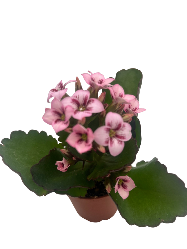 Raspberry Kalanchoe - 2.5" Pot - In Bud and Bloom / Houseplant
