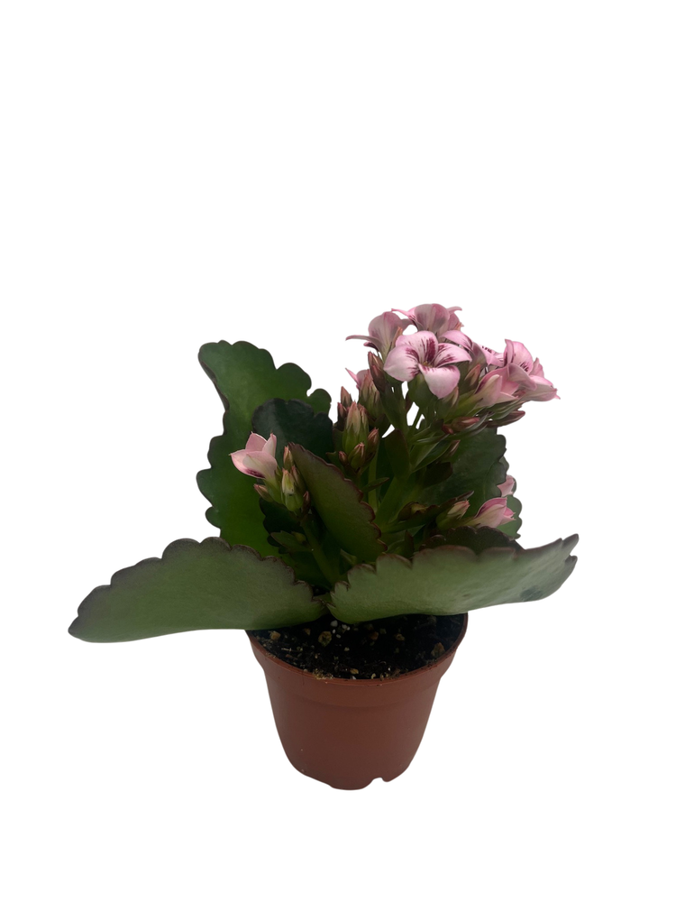 Raspberry Kalanchoe - 2.5" Pot - In Bud and Bloom / Houseplant