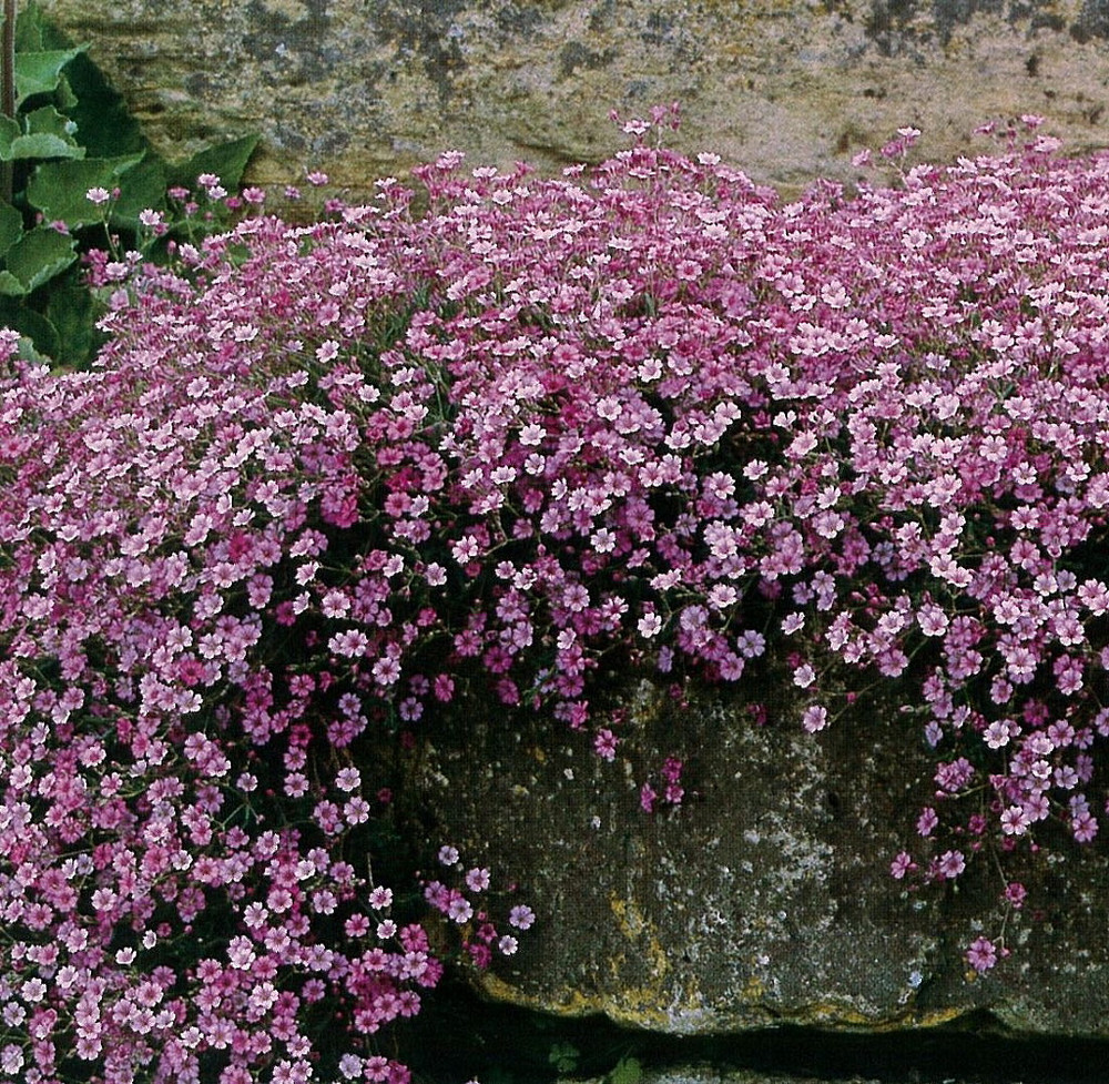 Pink Creeping Babies Breath Plant - Quart Pot - Gypsophila repens Rosea