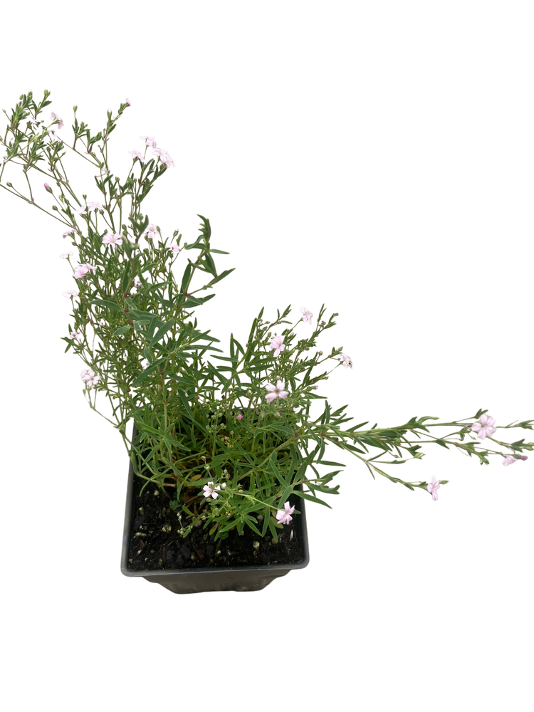 Pink Creeping Babies Breath Plant - Quart Pot - Gypsophila repens Rosea