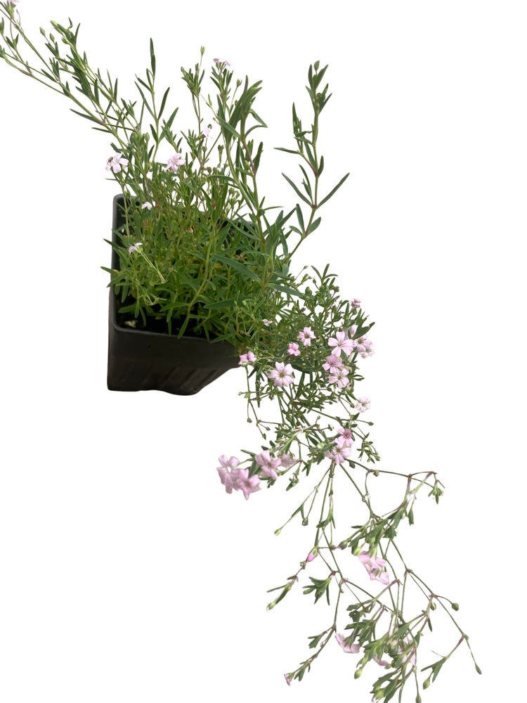 Pink Creeping Babies Breath Plant - Quart Pot - Gypsophila repens Rosea