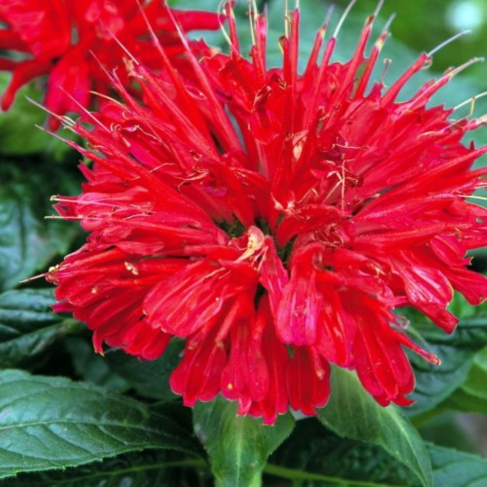 Gardenview Scarlet Bee Balm - Quart Pot - Monarda - Perennial