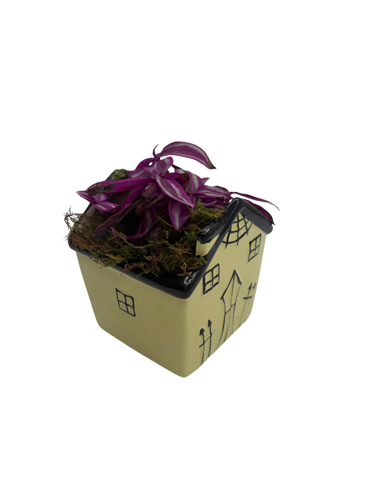 Spooky Yellow Haunted House Ceramic Planter with Mystery Live 4" Houseplant