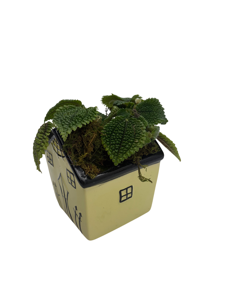 Spooky Yellow Haunted House Ceramic Planter with Mystery Live 4" Houseplant