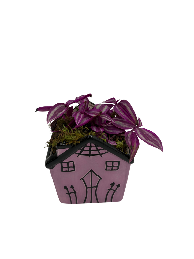 Spooky Purple Haunted House Ceramic Planter with Mystery Live 4" Houseplant