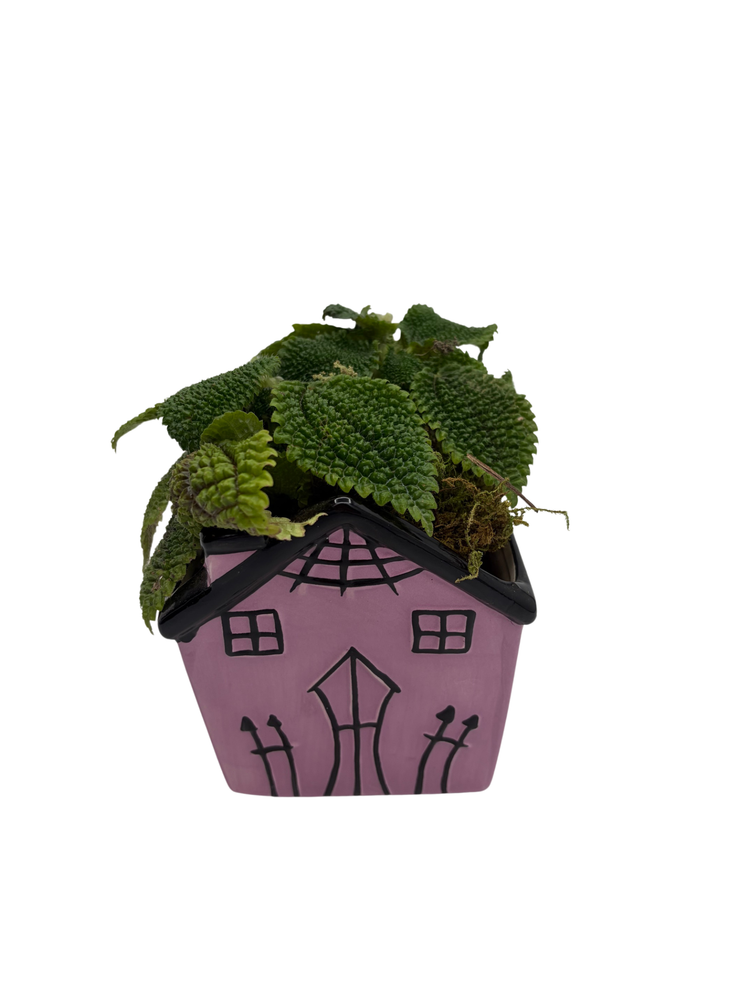 Spooky Purple Haunted House Ceramic Planter with Mystery Live 4" Houseplant