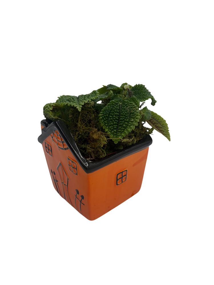 Spooky Orange Haunted House Ceramic Planter with Mystery Live 4" Houseplant