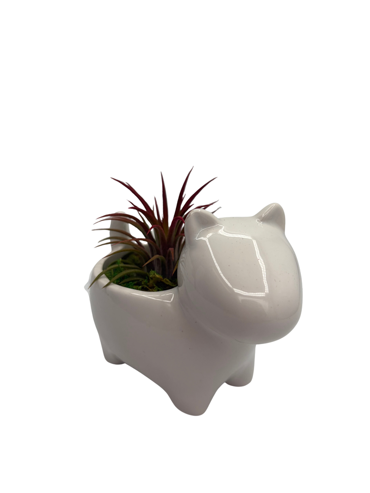 Ceramic Dog Planter plus Live Air Plant - Tillandsia - 2.5" Pot