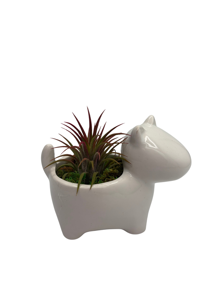 Ceramic Dog Planter plus Live Air Plant - Tillandsia - 2.5" Pot