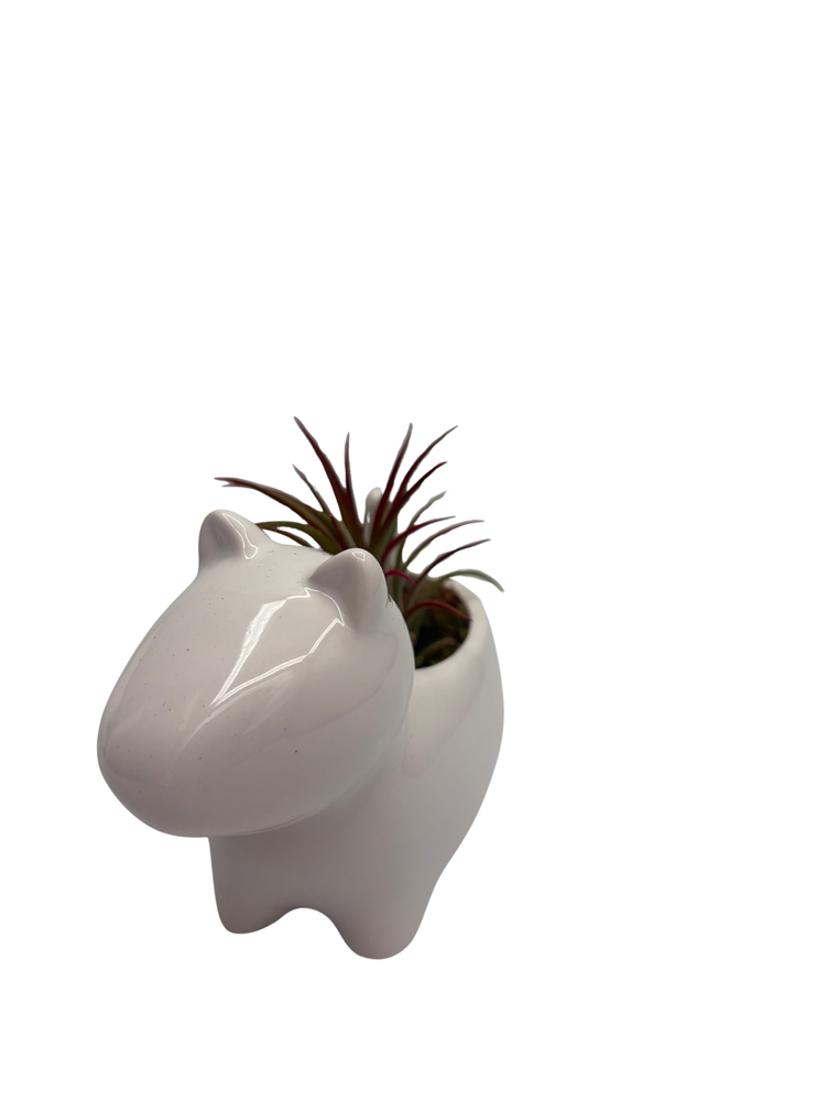 Ceramic Dog Planter plus Live Air Plant - Tillandsia - 2.5" Pot