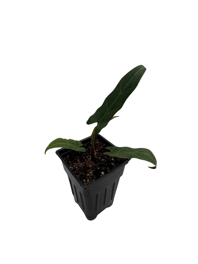Purple Sword Elephant Ear Plant - 2.5" Pot - Alocasia lauterbachiana - Houseplant