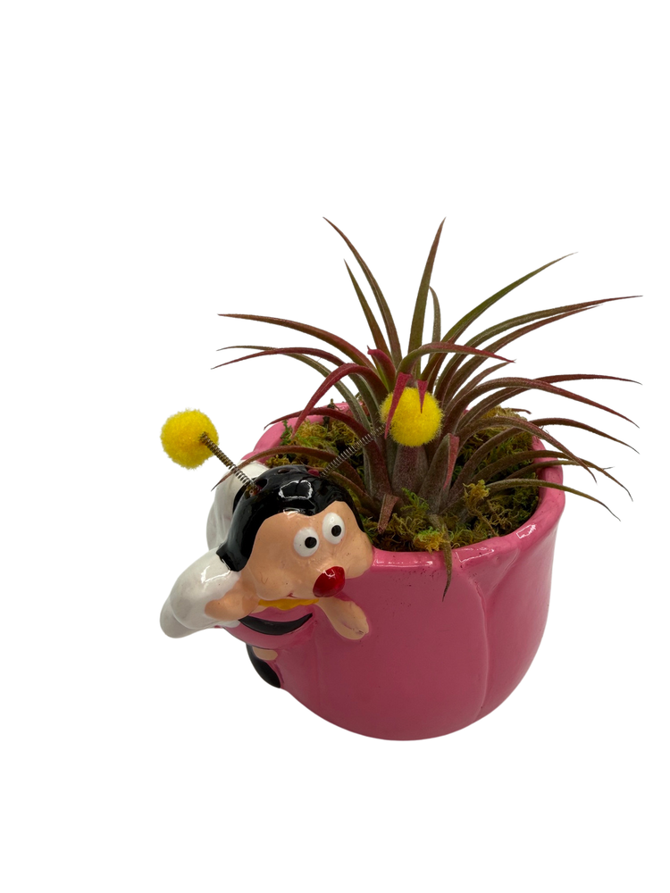 Ceramic Pink Bee Planter plus Live Air Plant - Tillandsia - 3" Pot
