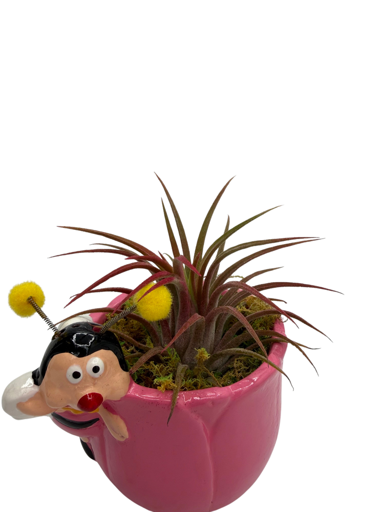 Ceramic Pink Bee Planter plus Live Air Plant - Tillandsia - 3" Pot