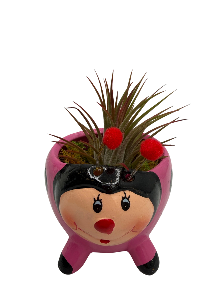 Ceramic Pink Ladybug Planter plus Live Air Plant - Tillandsia - 3" Pot