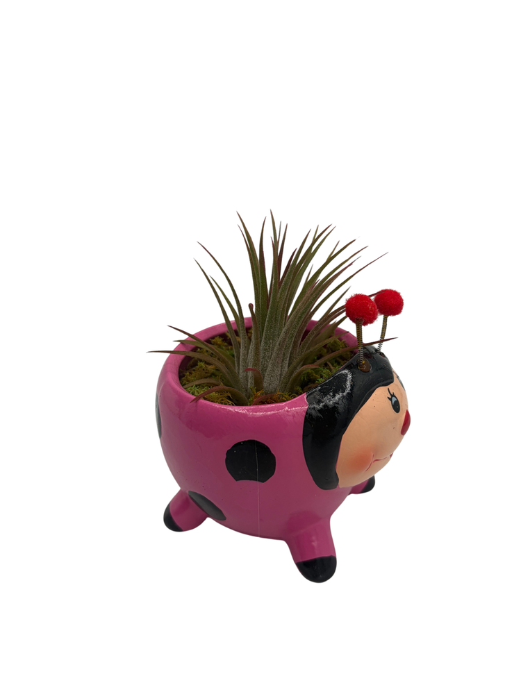 Ceramic Pink Ladybug Planter plus Live Air Plant - Tillandsia - 3" Pot