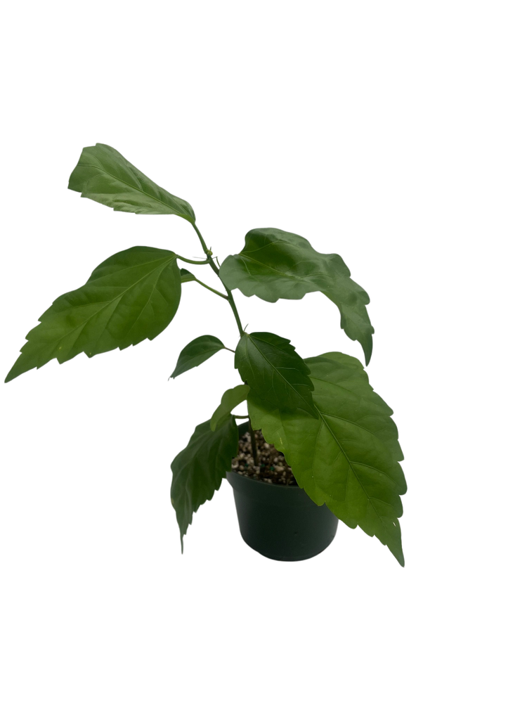 Red Lion's Tail Hibiscus Plant - El Capitola Hibiscus - 4" Pot