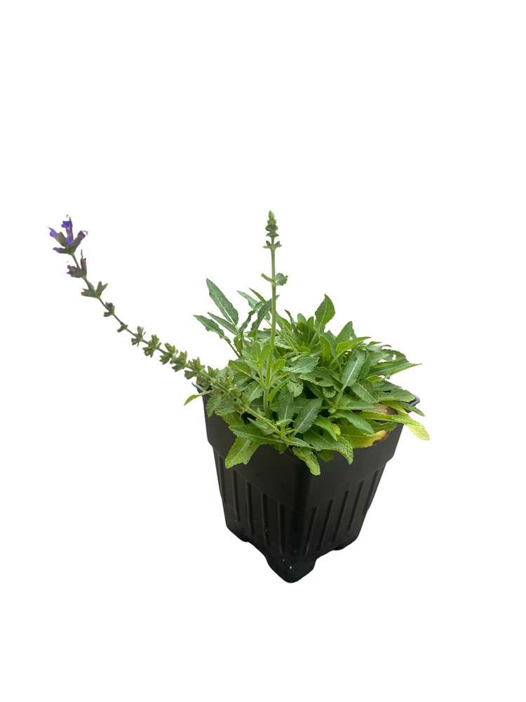 Marcus Dwarf Salvia - Meadow Sage - Deep Dark Purple - Quart Pot - Live Plant