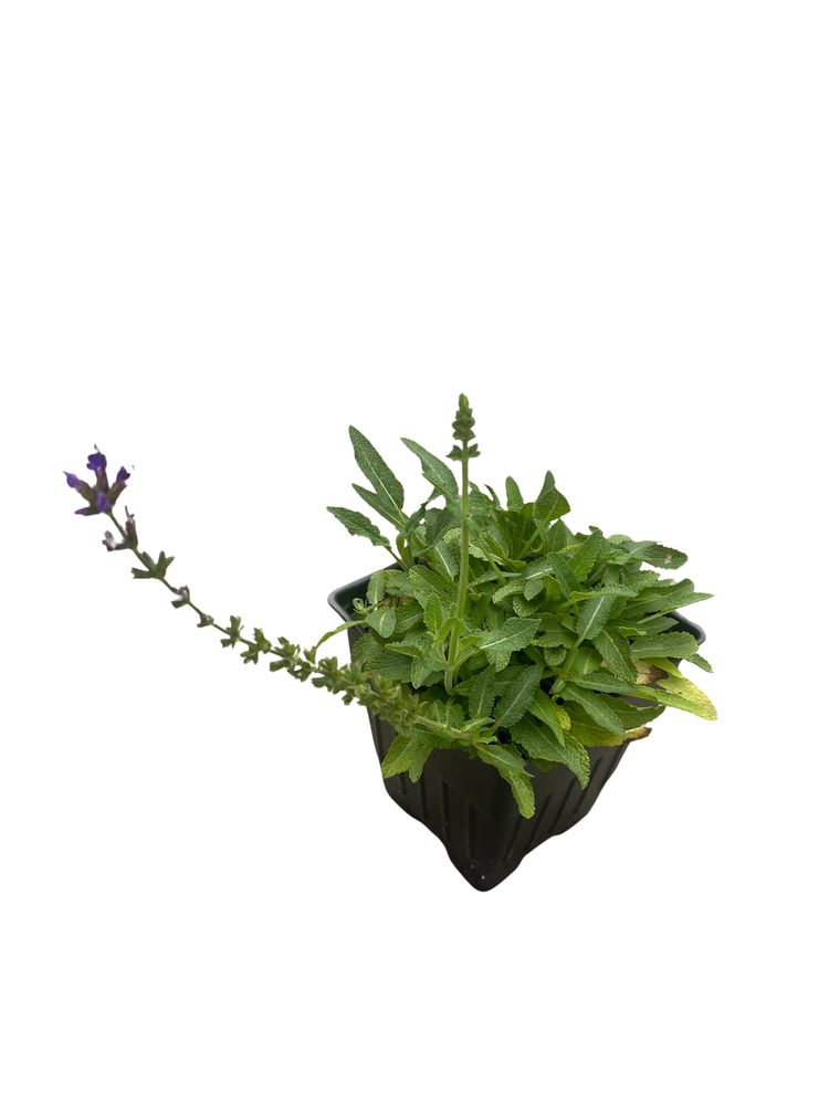 Marcus Dwarf Salvia - Meadow Sage - Deep Dark Purple - Quart Pot - Live Plant