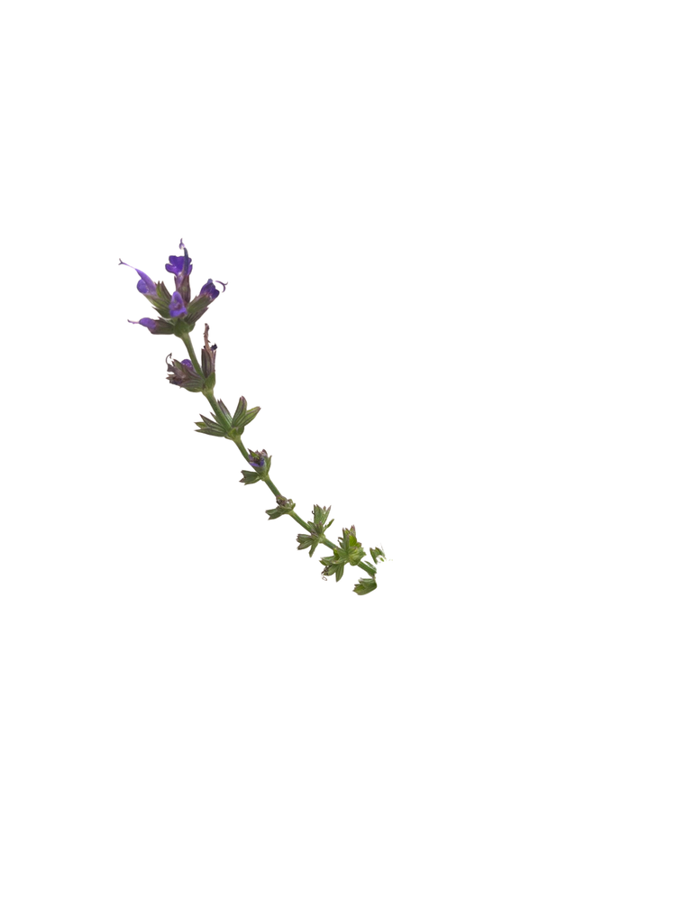 Marcus Dwarf Salvia - Meadow Sage - Deep Dark Purple - Quart Pot - Live Plant