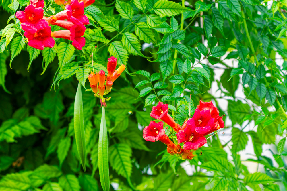 Trumpet Vine Live Plant Duo - One Red and One Yellow - 2.5" Pots