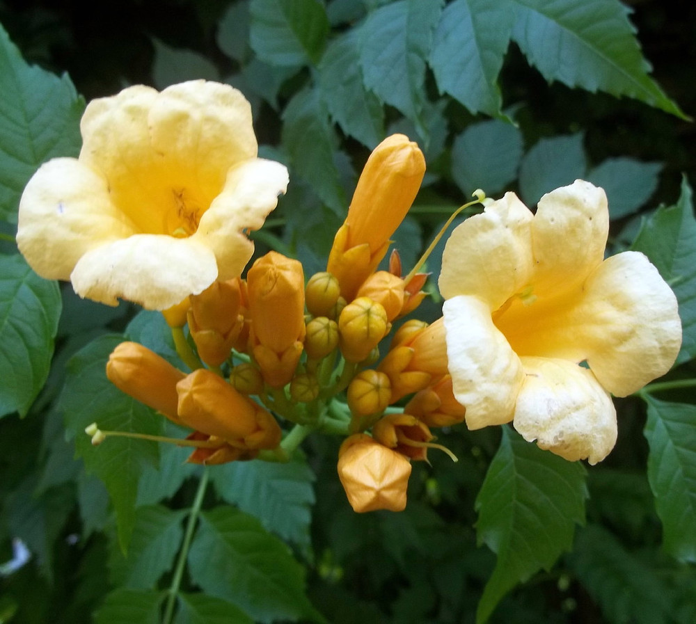 Trumpet Vine Live Plant Duo - One Red and One Yellow - 2.5" Pots