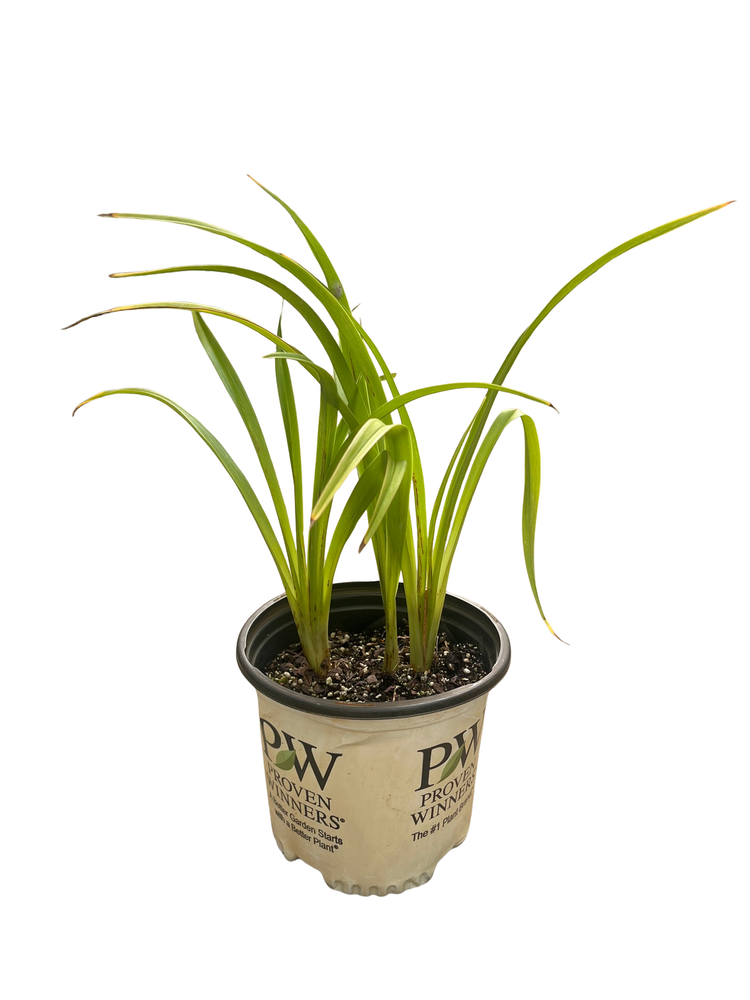 King of the Ages Daylily - Hemerocallis - Rebloomer - Gallon Pot