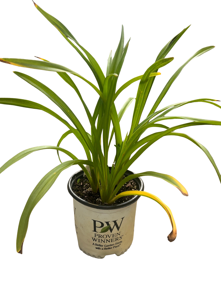 King of the Ages Daylily - Hemerocallis - Rebloomer - Gallon Pot